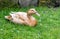 Buff Orpington duck lying down on grass.