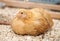 Buff Orpington Pullet