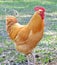 Buff Orpington rooster chicken