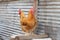 Buff orpington roosters