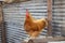 Buff orpington roosters