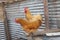 Buff orpington roosters