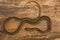 Buff striped keelback snake, Amphiesma stolata from Kaas plateau