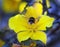 Buff Tailed Bee in flight, with a vibrant yellow californian Glory in the background