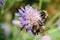 Buff tailed bumble bee (Bombus terrestris)