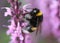 Buff tailed bumblebee
