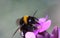 Buff tailed bumblebee