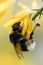 Buff-tailed bumblebee Bombus terrestris on flower