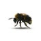 Buff-tailed bumblebee, Bombus terrestris, isolated on white. 3D illustration