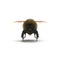 Buff-tailed bumblebee, Bombus terrestris, isolated on white. 3D illustration