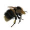 Buff-tailed bumblebee, Bombus terrestris, isolated on white. 3D illustration