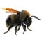 Buff-tailed bumblebee, Bombus terrestris, isolated on white. 3D illustration