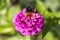 buff-tailed bumblebee (Bombus terrestris) on a pink flower