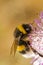 Buff-tailed Bumblebee (Bombus terrestris subsp. lusitanicus)