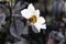 buff-tailed bumblebee (Bombus terrestris) on a white flower