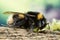 Buff-tailed Bumblebee, Bumblebee, Dumbledor, Dumbledore