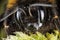 Buff-tailed Bumblebee, Bumblebee, Dumbledor, Dumbledore