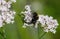 Buff-tailed bumblebee feeding on common Valerian