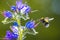 Buff-tailed bumblebee or large earth bumblebee, Bombus terrestris, pollination on pink flowers