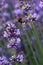 Buff-tailed Bumblebee, latin name Bombus Terrestris flying between flowering plants of true lavender