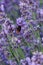 Buff-tailed Bumblebee, latin name Bombus Terrestris flying between flowering plants of true lavender