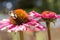 A buff tailed bumblebee on a pink echinacea coneflower