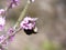 Buff-tailed bumblebee resting on blooming mezereon Daphne mezereum in spring forest