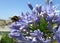 Buff-tailed bumblebee sitting on the blue petals of Lily of the Nile flowers