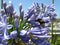 Buff-tailed bumblebee sitting on the blue petals of Lily of the Nile flowers