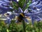 Buff-tailed bumblebee sitting on the blue petals of Lily of the Nile flowers