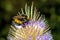 Buff-tailed bumblebee on teasel