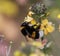 buff-tailed bumblebee on yellow flower