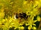 Buff-tailed bumblebee on yellow flower of reflexed stonecrop