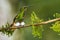 Buff Tailed Coronet