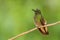 Buff-tailed Coronet - Boissonneaua flavescens