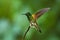 Buff-tailed Coronet, Bruinstaart-hoornkolibrie, Boissonneaua fla