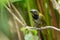 Buff-throated Saltator