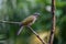 Buff-throated Saltator bird