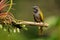 Buff-throated Saltator - Saltator maximus seed-eating bird in the tanager family Thraupidae. It breeds from Mexico to Ecuador and