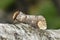 Buff-tip Moth