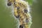 Buff-tip Moth caterpillars