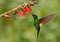 Buff-winged Starfrontlet - Coeligena lutetiae  hummingbird in the brilliants, tribe Heliantheini in subfamily Lesbiinae, found in