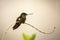 Buff-winged starfrontlet sitting on branch, hummingbird from mountains, Colombia, Nevado del Ruiz,bird perching,tiny beautiful bir