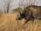 Buffalo in African savannah