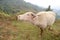 Buffalo albino