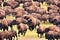 Buffalo (American Bison) round-up, Black Hills, SD - close