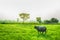 Buffalo animal on farmland with green grass backgrounds on countyside, Thailand