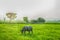 Buffalo animal on farmland with sunlights on evening time backgrounds on countyside, Thailand