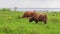 Buffalo, animal wildlife