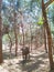 A buffalo appears in the chir pine forest in Fatumaca, Timor-Leste.